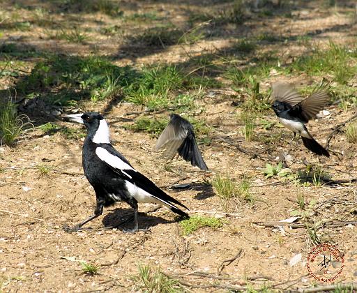 Australian Magpie mobbed by Willie Wagtails 9P28D-171.JPG